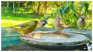 New Zealand Bird Garden [upl. by Cimbura693]