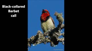 Black collared Barbet call [upl. by Eirol]