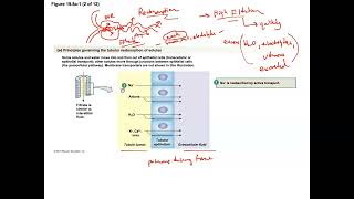 Unit 3 Part 22 Nephron Reabsorption [upl. by Enelrae]