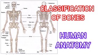 Classification of bones 🤍 types of bones [upl. by Irtemed699]