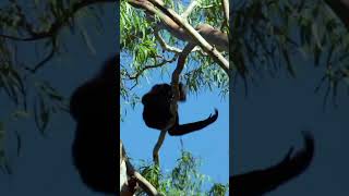 Gibbon Monkey Calling Sounds Northern WhiteCheeked Gibbon Sound Nomascus Leucogenys Sounds [upl. by Onirotciv]