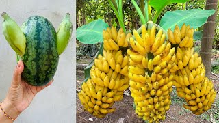 Great Technique For Grafting Banana In Watermelon Fruit using aloe vera gets amazing results [upl. by Osner]