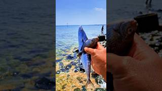 Found dead tengiri and rabbitfish among the rocks on the beach shorts shortvideo viralvideo [upl. by Alberto918]