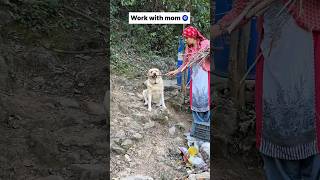 work with mom 🧿  labra rubi  youtubeshorts shorts labrador dog cute trending emotional [upl. by Sanoj]