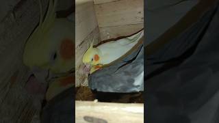 cockatiels feeding baby 🐥 full video below cockatiel trending viral birds [upl. by Fawne]