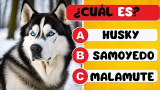 Adivina la RAZA de estos perros 🐶🐾  ¿Cuántos podrás identificar 🤯🤔 [upl. by Ewen]