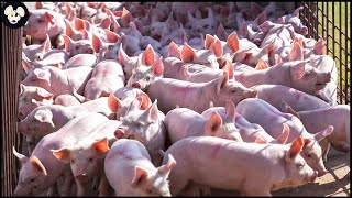 How American Farmers Raise Millions of Pigs  Modern Pig Farms [upl. by Nakre900]