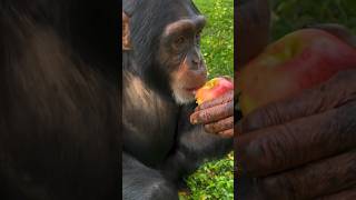 Limbani the Chimpanzee enjoying an 🍎 [upl. by Weed]