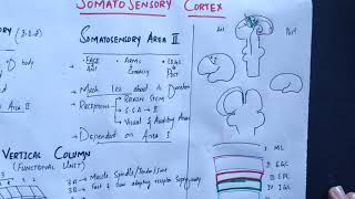 neurophysiology Chapter 48 Somatosensory cortex somatosensory association areasmedicallectures [upl. by Rosette]