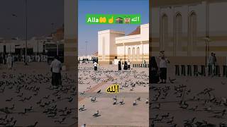 madinah ya allah reham farma subhanallahi wal hamdu li PLEASE SUBSCRIBE like FRIENDS [upl. by Calida]