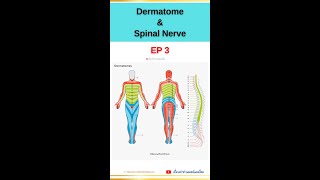 Dermatome and Spinal Nerve EP3 dermatome spinalnerve anatomy orthopedics เส้นประสาทไขสันหลัง [upl. by Herve280]