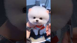 Pomeranian Puppy Price  Fluffy teacup puppy price in India  Toypom dog price shorts viral puppy [upl. by Chrotoem]