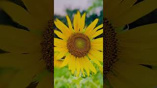 Amare chariyare bondhu koi roila re neturalviews sunflower amazing [upl. by Asyl52]