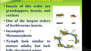 Classification Of Insect Order Orthoptera  Forest Education [upl. by Ahsinel]