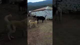 KAVGAYI ARIRAN BOGAdoğalyaşam animals cow kangal doğal goat [upl. by Azile]