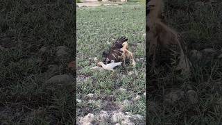 Two eagle competition of food 🦅shortvideo wildlife eagle hunting birds subscribe youtuber [upl. by Levina]