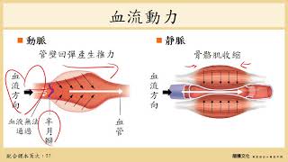 108選生三 21 循環系統3血管與血壓 [upl. by Laurene153]