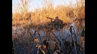 20172018 Florida Duck Hunting Big Lake Divers [upl. by Cooe747]