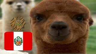 Los 10 ANIMALES más EMBLEMÁTICOS de PERÚ [upl. by Aihtnys]