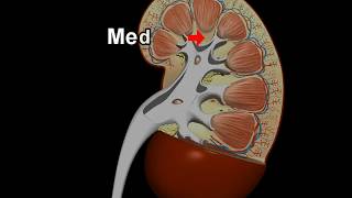 Structure and Function of kidney – 3D animation model [upl. by Senilec931]