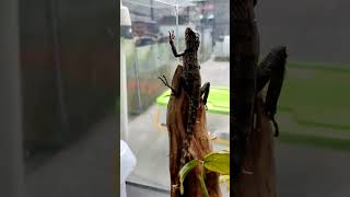 New Calote Lizards Calotes versicolor lizards reptiles pets [upl. by Kaja]