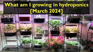 What am I growing  March 2024  Aerogarden iDoo LetPot Spider Farmer AHopeGarden RainPoint Mufga [upl. by Srevart]