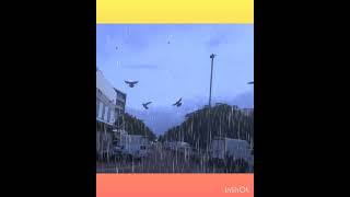 RAIN 🌧️🌦️ PIGEONS 🐦🐦💥💫 [upl. by Nerine956]