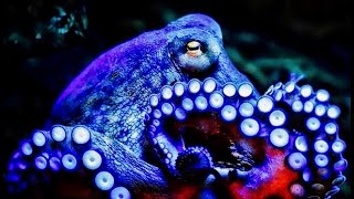 Why Octopus Blood Is BLUE [upl. by Cynara]