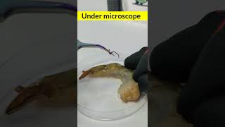 Under microscope viralreelschallenge undermicroscope youtubeviralshorts [upl. by Romeon945]