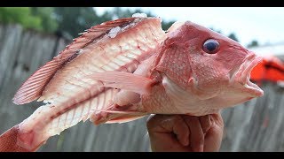 Easiest way to fillet a Red Snapper and snapper throat [upl. by Regina]