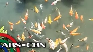 UKG Estero sa Iligan ginawang fish pond [upl. by Jr]