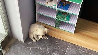 A puppy suddenly ran into the store cowering in fear in a corner [upl. by Eriam]