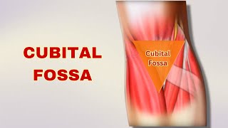 Cubital Fossa Explained Anatomy Boundaries Contents  Doctor Speaks [upl. by Ferwerda]