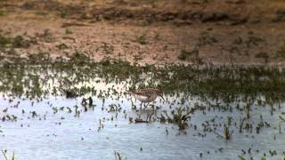 Curlew Sandpiper  Titchwell RSPB Norfolk [upl. by Catherina]