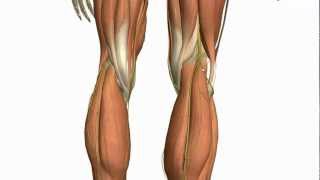 Muscles of the Leg  Part 2  Anterior and Lateral Compartments  Anatomy Tutorial [upl. by Mahmud]