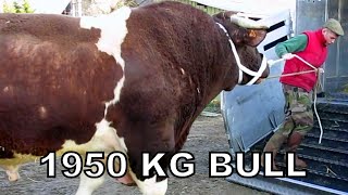 Heaviest Bull In The World  1950kg Bull named Fetard  Rouge des Pres breed [upl. by Anirrehs]