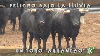 Toros de Manuel Caro enfadados y arrancaos peligro bajo la lluvia  Toros desde Andalucía [upl. by Barnabe]