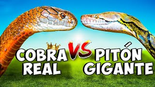 La Serpiente Más VENENOSA del Mundo I Cobra Real VS Pitón Gigante [upl. by Carine]