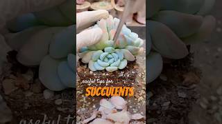 Useful tips for your succulents 多肉植物 다육이들  Suculentas shorts [upl. by Reinhardt612]