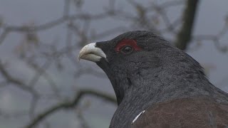 Documental del proyecto LIFE Urogallo cantábrico [upl. by Annie]