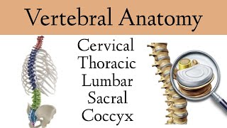 Vertebral Column Anatomy and Bones Cervical Thoracic Lumbar Sacral Spine [upl. by Ruyam]