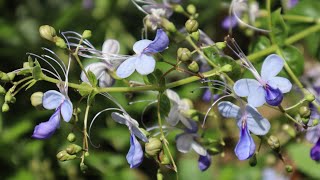 Cuidados del Arbusto de las mariposas Azules  Rotheca myricoides  Clerodendrum myricoides [upl. by Lyman400]