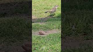 Sinsonte calandria Mimus saturninus  The chalkbrowed mockingbird Mimus saturninus [upl. by Yecnay]