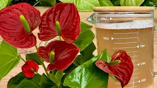 Absolute Treasure for ANTHURIUM Use It Just Once a Month and Even the Weakest Will Grow Stronger [upl. by Jeb]