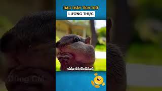 Bậc thầy tích trữ lương thực  Dũng CM [upl. by Dennie]