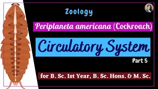 Periplaneta americana cockroach  Circulatory System  Part 5  Zoology  B Sc Ist Year [upl. by Ioyal]