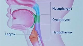 GIT Lecture 7 PHARYNX [upl. by Nirag]