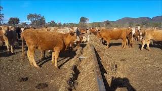 Drought Feeding Cattle [upl. by Eliga682]