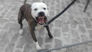 Pitbull Attack aggresive pitbull terrier Tiger [upl. by Semela]