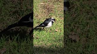 The Australian magpie Lark Campbelltown [upl. by Fesuy]